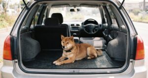 車の荷室で無地のマットの上に伏せる柴犬