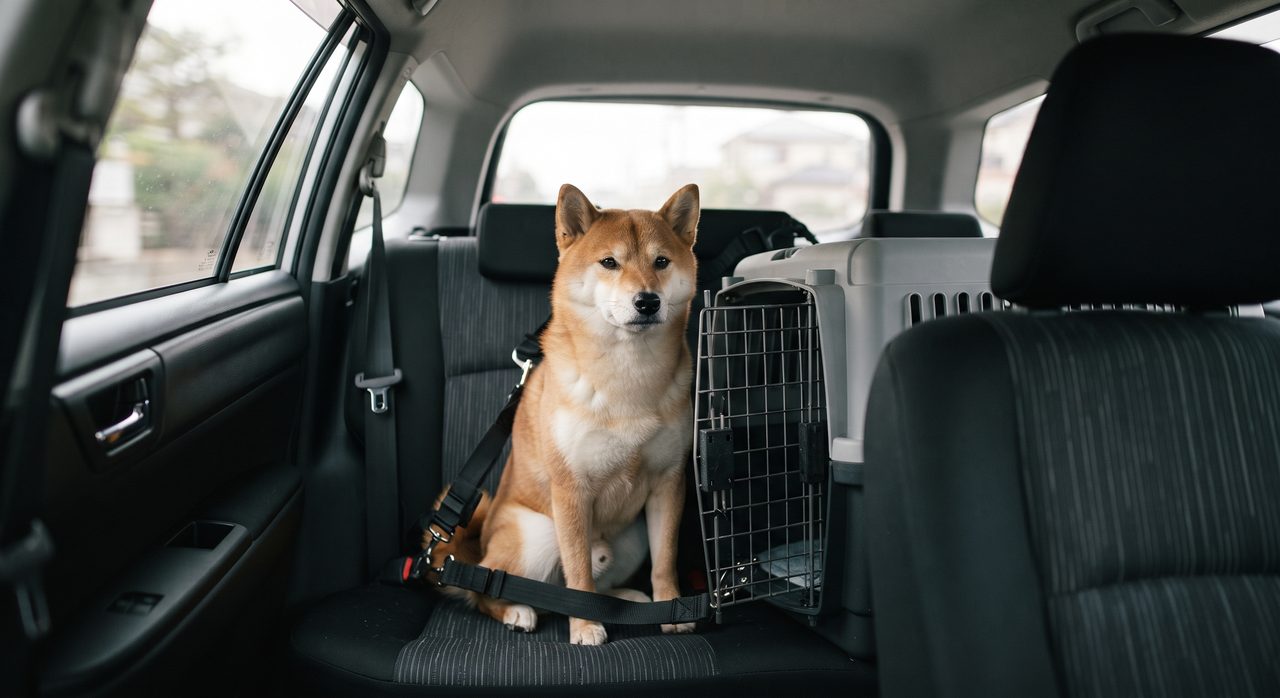 車の後部座席でシートベルト型ハーネスを装着して座る柴犬と、その横に置かれたペット用ケージ